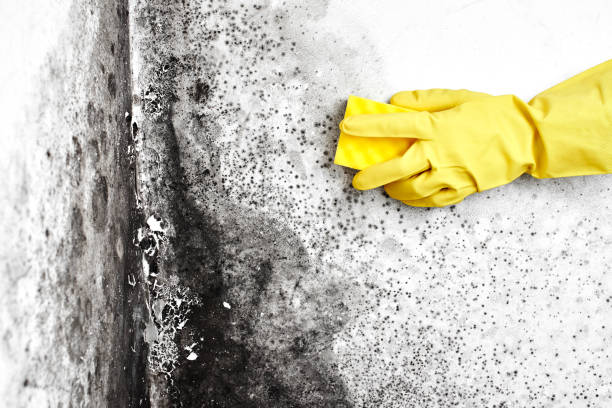 Best Certified Mold Removal  in South Henderson, NC