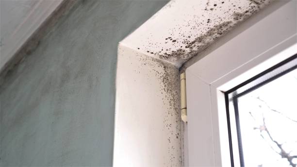 Best Office Mold Removal Services  in South Henderson, NC