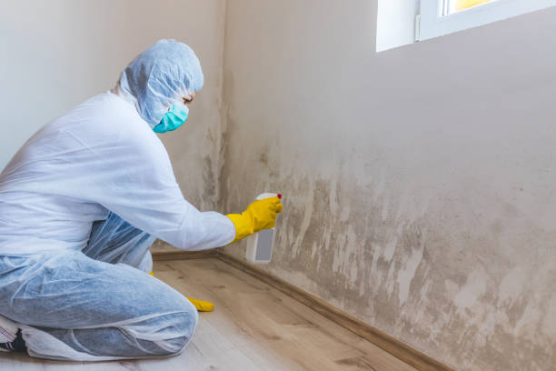 Mold Removal Process in South Henderson, NC