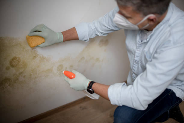 Best Home Mold Removal  in South Henderson, NC