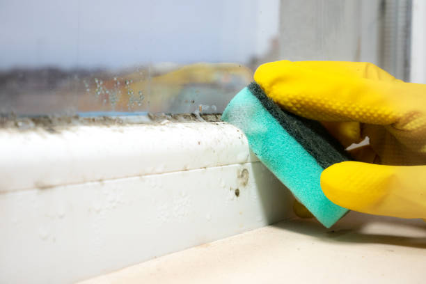 Best Crawl Space Mold Removal  in South Henderson, NC