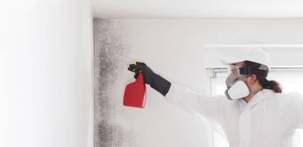 Best Mold Cleaning Services  in South Henderson, NC