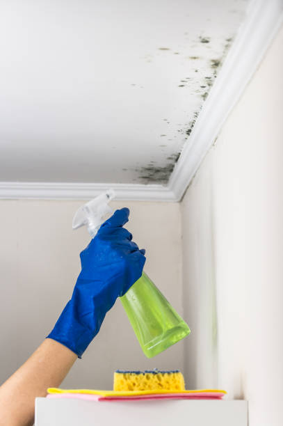 South Henderson, NC Mold Removal Company